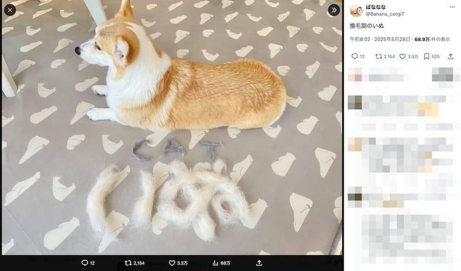 ワンちゃんが換毛期に突入！抜け毛を集めて作った文字アートがかわいい