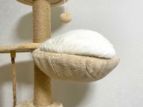 キャットタワーに巨大な餅？飼い主も「たぶん猫」と困惑する白猫の寝姿