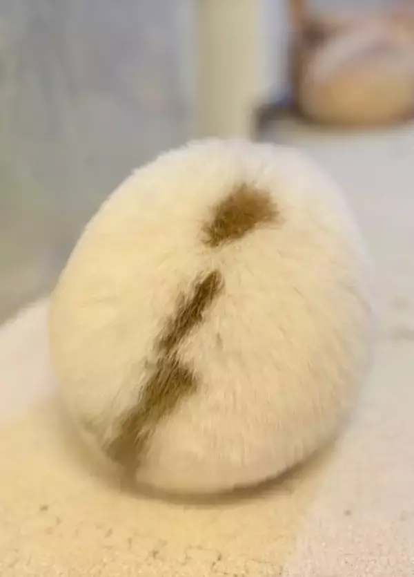 思わず包みたくなる球体フォルム　うさぎのまんまる後ろ姿に注目集まる