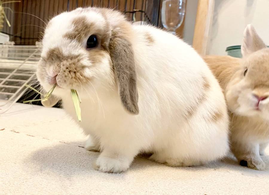 思わず包みたくなる球体フォルム　うさぎのまんまる後ろ姿に注目集まる