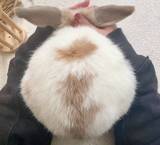 「思わず包みたくなる球体フォルム　うさぎのまんまる後ろ姿に注目集まる」の画像3