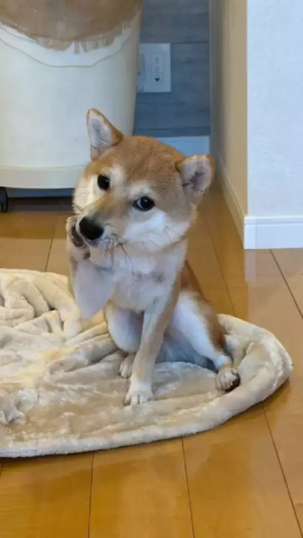 頬に手を添えて媚びてくる柴犬　あざとかわいさに飼い主も完敗