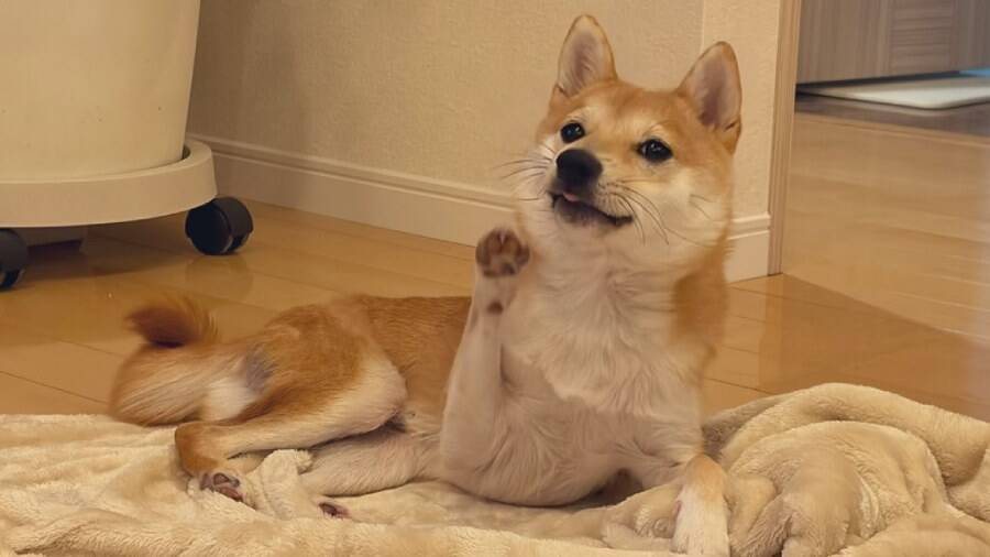 頬に手を添えて媚びてくる柴犬　あざとかわいさに飼い主も完敗