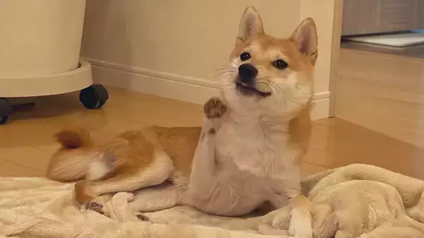 「頬に手を添えて媚びてくる柴犬　あざとかわいさに飼い主も完敗」の画像