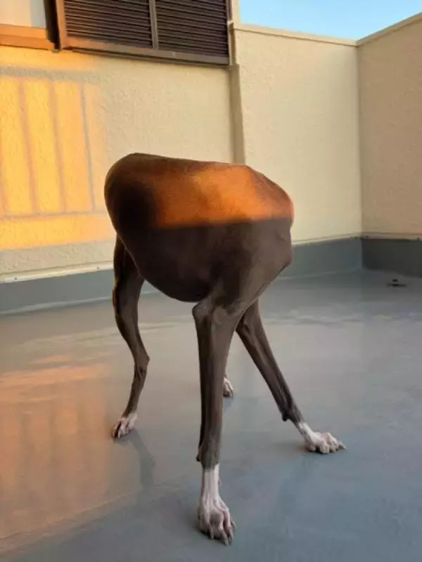 最新の犬型ロボット！？頭が隠れたワンちゃん、思わず二度見