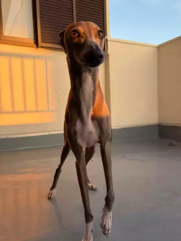 「最新の犬型ロボット！？頭が隠れたワンちゃん、思わず二度見」の画像