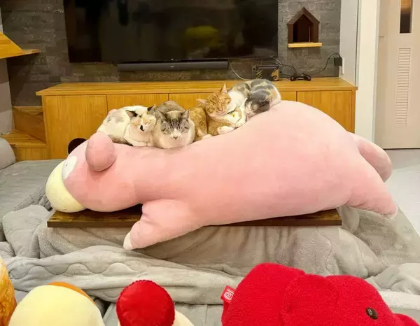 巨大ぬいぐるみが猫たちの癒やしスポットに　ニャン口密度が高過ぎる光景にほっこり