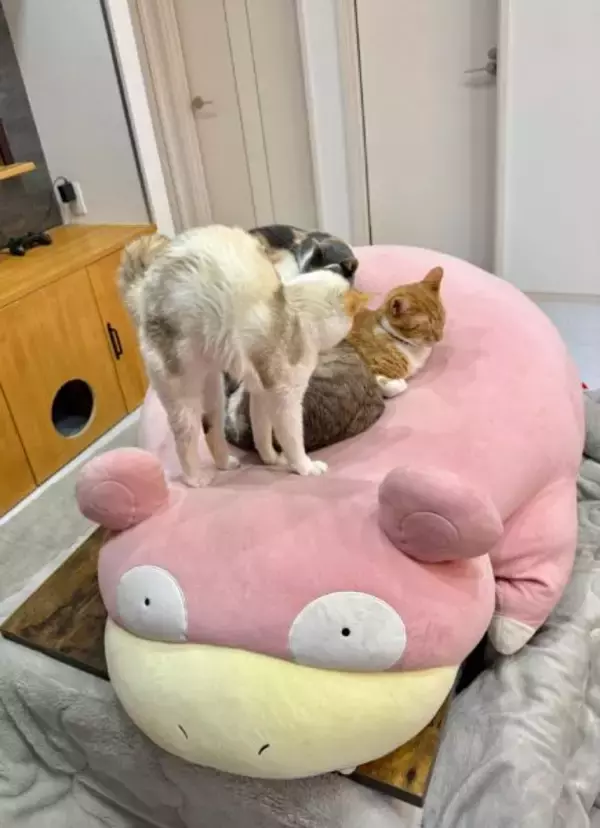 「巨大ぬいぐるみが猫たちの癒やしスポットに　ニャン口密度が高過ぎる光景にほっこり」の画像