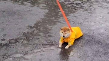 大雨の中で「それだけは止めてくれ」　頑なにその場を動かない豆柴の“拒否犬”っぷりにクスッ