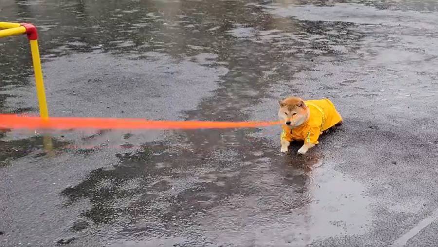 大雨の中で「それだけは止めてくれ」　頑なにその場を動かない豆柴の“拒否犬”っぷりにクスッ