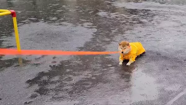 「大雨の中で「それだけは止めてくれ」　頑なにその場を動かない豆柴の“拒否犬”っぷりにクスッ」の画像