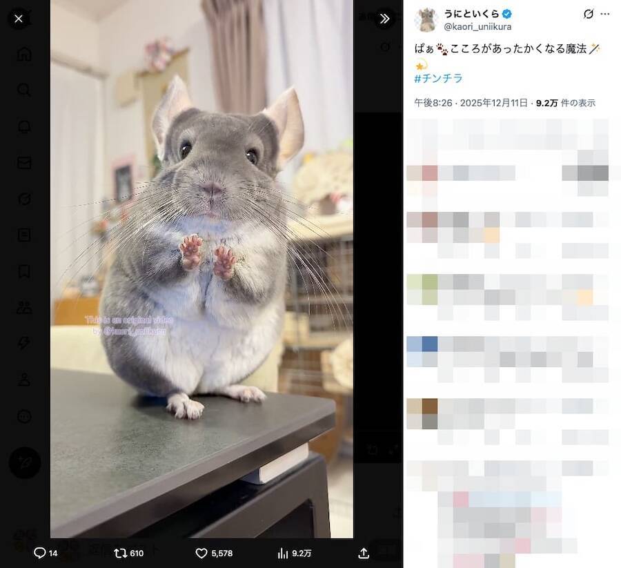 「あったかくな〜れっ」カメラへ“魔法“をかけるチンチラに癒やされる
