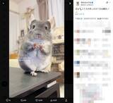 「「あったかくな〜れっ」カメラへ“魔法“をかけるチンチラに癒やされる」の画像2