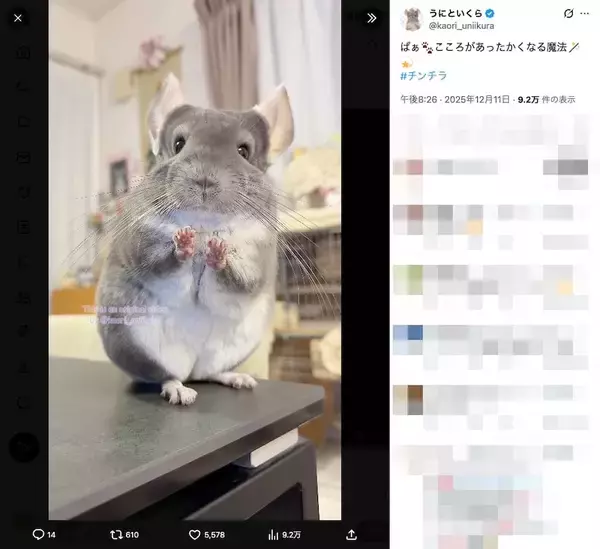 「「あったかくな〜れっ」カメラへ“魔法“をかけるチンチラに癒やされる」の画像