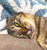 「「嘘みたいだろ……」白目＆舌出しで爆睡する猫ちゃんの顔芸が衝撃的すぎる」の画像1