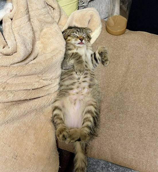 「嘘みたいだろ……」白目＆舌出しで爆睡する猫ちゃんの顔芸が衝撃的すぎる