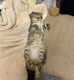 「「嘘みたいだろ……」白目＆舌出しで爆睡する猫ちゃんの顔芸が衝撃的すぎる」の画像2