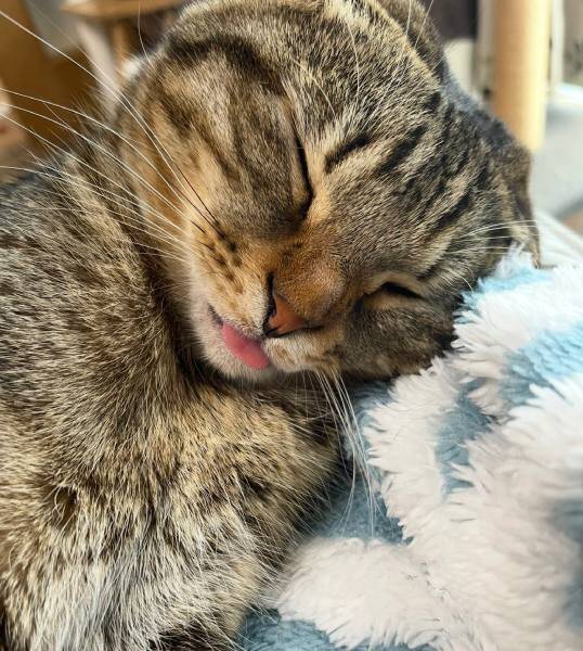 「嘘みたいだろ……」白目＆舌出しで爆睡する猫ちゃんの顔芸が衝撃的すぎる