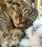 「「嘘みたいだろ……」白目＆舌出しで爆睡する猫ちゃんの顔芸が衝撃的すぎる」の画像3