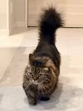 「「なんか悪いことしてきた顔」の猫に爆笑　イカ耳×ピン尻尾が語る“現場”の緊迫感」の画像1