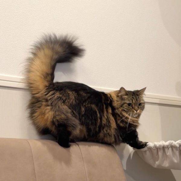 「なんか悪いことしてきた顔」の猫に爆笑　イカ耳×ピン尻尾が語る“現場”の緊迫感