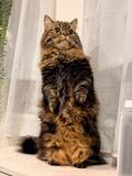 「「なんか悪いことしてきた顔」の猫に爆笑　イカ耳×ピン尻尾が語る“現場”の緊迫感」の画像3