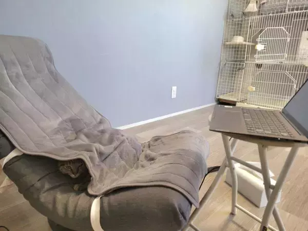 テレワーク中の椅子取り合戦、人間側が完全敗北　理由：猫が可愛い