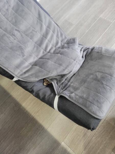 テレワーク中の椅子取り合戦、人間側が完全敗北　理由：猫が可愛い