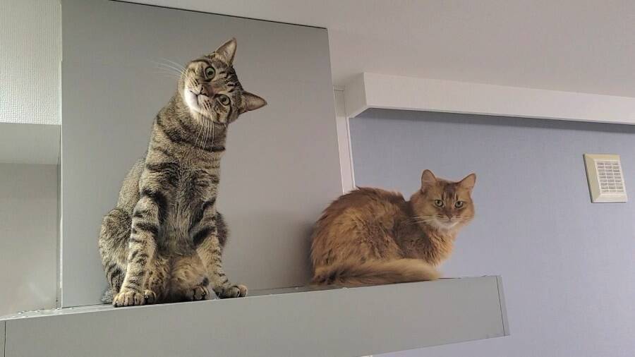 テレワーク中の椅子取り合戦、人間側が完全敗北　理由：猫が可愛い