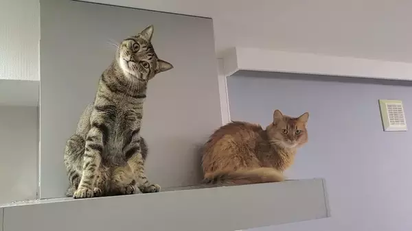 「テレワーク中の椅子取り合戦、人間側が完全敗北　理由：猫が可愛い」の画像