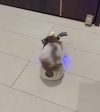 もらったバイクで走り出す……けど！？　世にも珍しいハムスターの“交通事故”