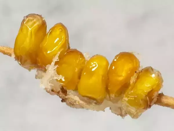 「海外でバズり中の「とうもろこし串」を作ってみた！これは……カリカリ食感に手が止まらない」の画像
