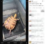 「ひっくり返ったカメ「そのうち助けてくれるやろ」の余裕　全身に漂う他人まかせ感」の画像1