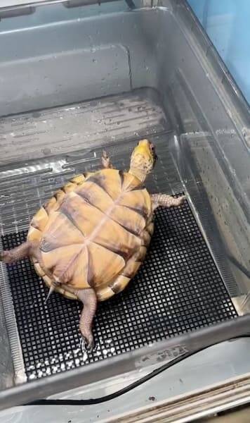 ひっくり返ったカメ「そのうち助けてくれるやろ」の余裕　全身に漂う他人まかせ感