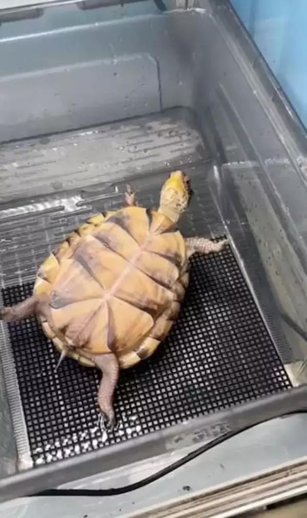 「ひっくり返ったカメ「そのうち助けてくれるやろ」の余裕　全身に漂う他人まかせ感」の画像