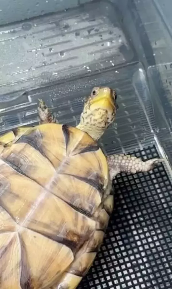 「ひっくり返ったカメ「そのうち助けてくれるやろ」の余裕　全身に漂う他人まかせ感」の画像