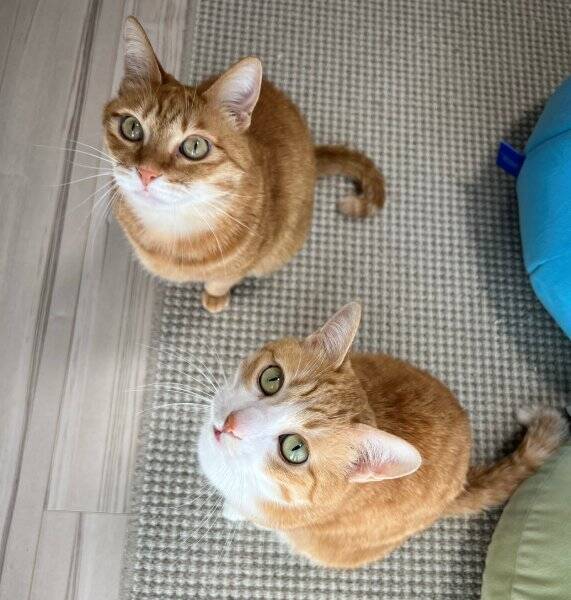 固い絆はしっぽで結ぶ？猫ちゃん2匹による「しっぽクルクル」が尊い