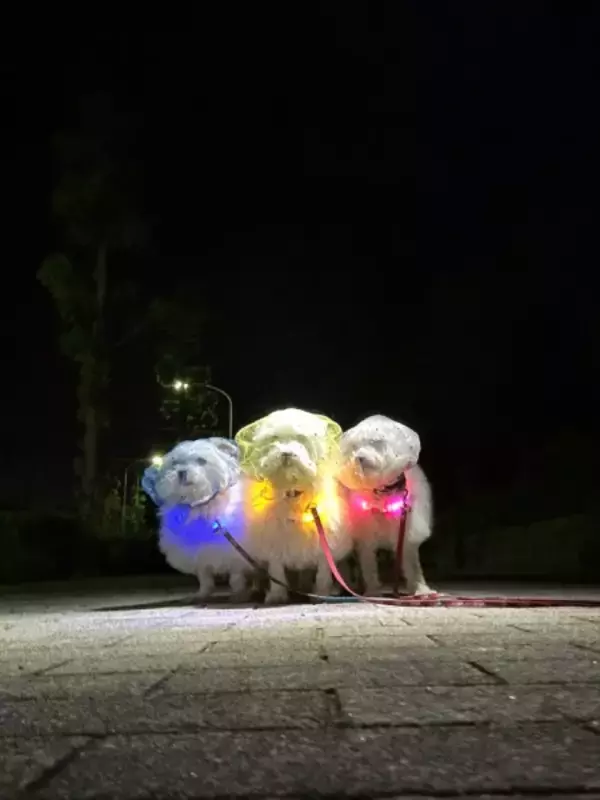 戦隊ヒーロー？アイドル？　光る首輪をつけた犬たちの散歩が話題