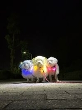 戦隊ヒーロー？アイドル？　光る首輪をつけた犬たちの散歩が話題