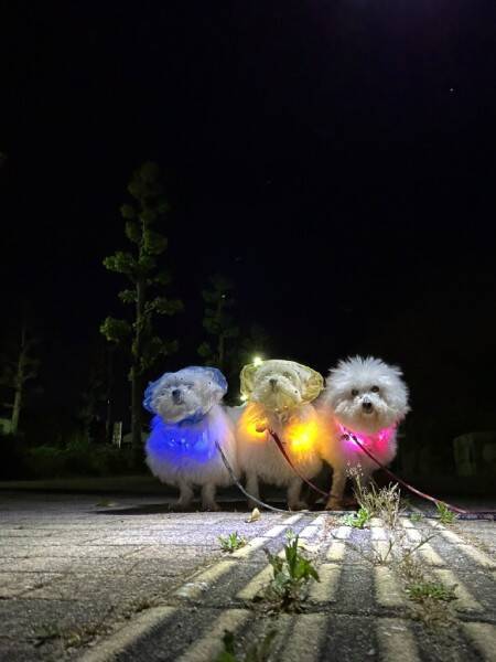 戦隊ヒーロー？アイドル？　光る首輪をつけた犬たちの散歩が話題