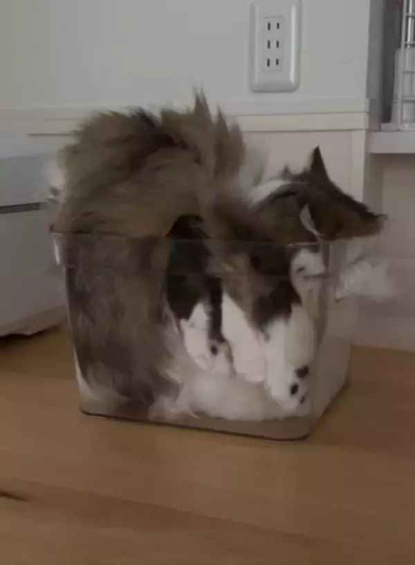 どこがどうなってる？　透明な箱に「複雑すぎる入り方」をする猫ちゃん