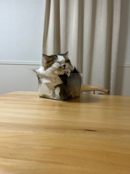 どこがどうなってる？　透明な箱に「複雑すぎる入り方」をする猫ちゃん