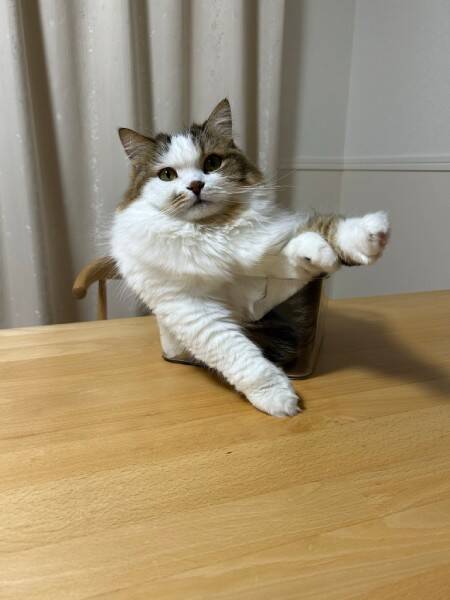 どこがどうなってる？　透明な箱に「複雑すぎる入り方」をする猫ちゃん