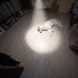 「「最終回すぎる」ハスキーが話題　穏やかな寝顔の“やりきった”感」の画像1