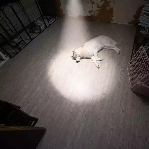 「最終回すぎる」ハスキーが話題　穏やかな寝顔の“やりきった”感