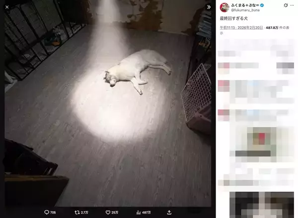 「「最終回すぎる」ハスキーが話題　穏やかな寝顔の“やりきった”感」の画像