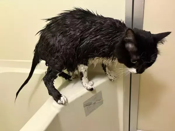 フサフサ猫の「尻尾の実態」　ヒョロヒョロすぎる中身にびっくり