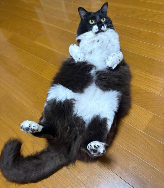 フサフサ猫の「尻尾の実態」　ヒョロヒョロすぎる中身にびっくり