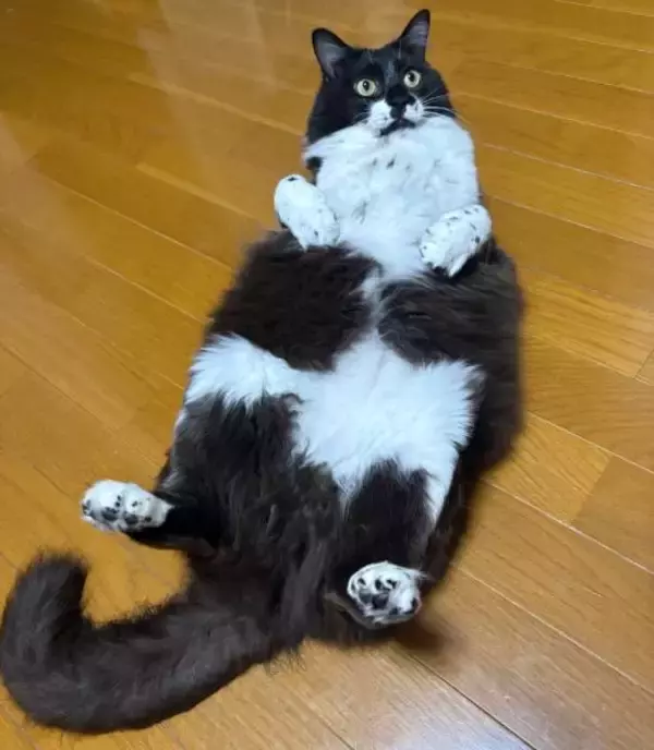 「フサフサ猫の「尻尾の実態」　ヒョロヒョロすぎる中身にびっくり」の画像