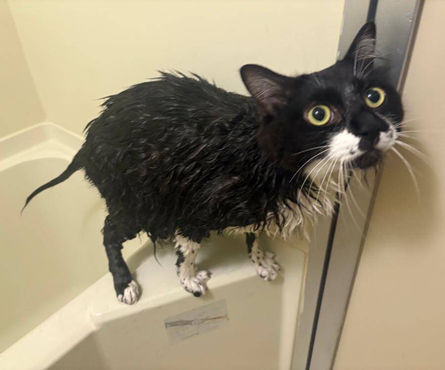 フサフサ猫の「尻尾の実態」　ヒョロヒョロすぎる中身にびっくり